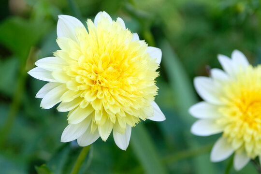 White and yellow  anemone flowered Dahlia &lsquo;Freya's Paso Doble&rsquo; in flower.