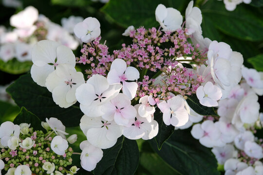 White with a pink centre Hydrangea macrophylla, lace cap hydrangea, Libelle Teller series, in flower.