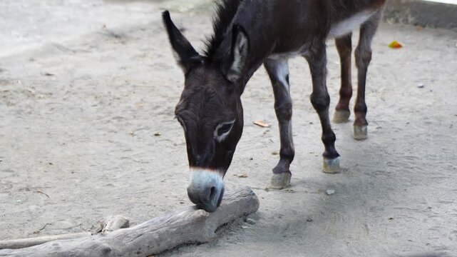 a small brown donkey in a zoo enclosure