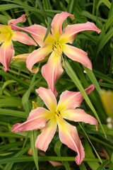 Fototapeta premium Pink and yellow Hemerocallis ‘Webster’s Pink Wonder’ daylily, in flower.