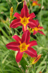 Fototapeta premium Bright red Hemerocallis ‘Stafford’ daylily, in flower.