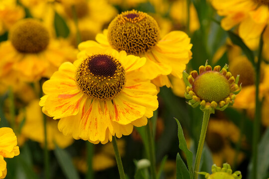 Yellow Helenium sneezeweed, &lsquo;El Dorado&rsquo; in flower.