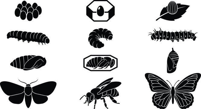 Insect metamorphosis lifecycle set with silhouettes of eggs larvae caterpillars pupae chrysalis butterfly moth and honeybee isolated on white background