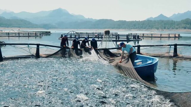 Workers at a reservoir trout farm pull a harvest net and gather fish beside a small boat. The scene shows cage farming, active trout, teamwork and a commercial aquaculture harvest process in progress.