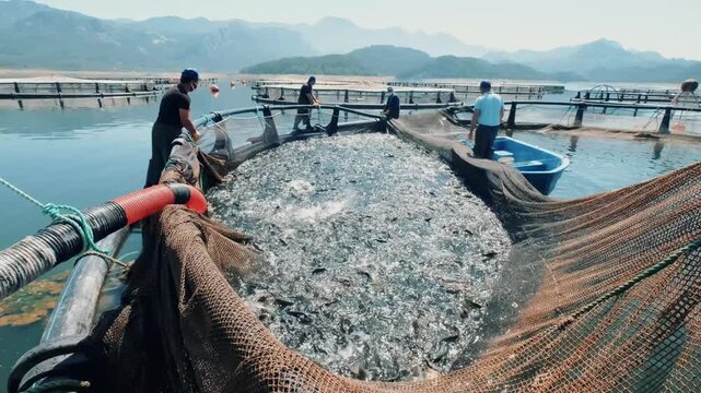 Workers at a reservoir trout farm pull a harvest net and gather fish beside a small boat. The scene shows cage farming, active trout, teamwork and a commercial aquaculture harvest process in progress.