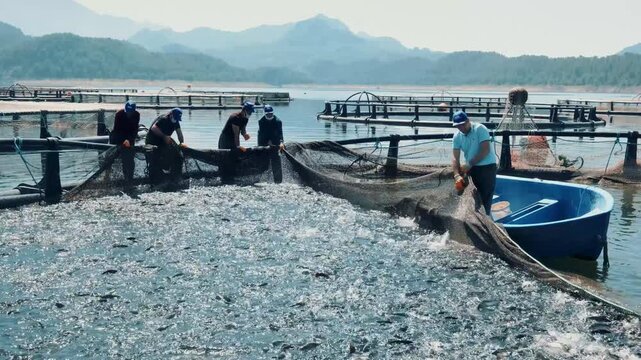 Workers at a reservoir trout farm pull a harvest net and gather fish beside a small boat. The scene shows cage farming, active trout, teamwork and a commercial aquaculture harvest process in progress.