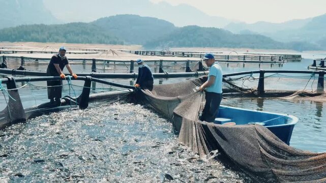 Workers at a reservoir trout farm pull a harvest net and gather fish beside a small boat. The scene shows cage farming, active trout, teamwork and a commercial aquaculture harvest process in progress.