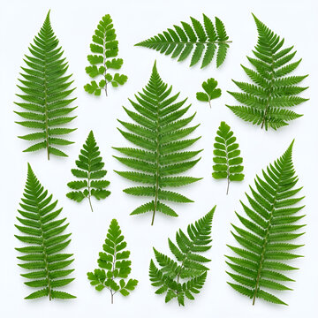 Green fern leaves isolated on white background. Botanical vector illustration of lush foliage for nature designs.