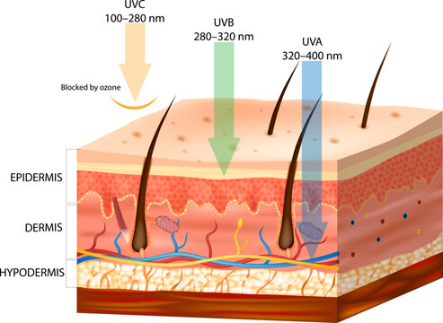 Ultraviolet Radiation Penetration into Human Skin Showing UVC, UVB, and UVA Depth Medical Illustration. UV Radiation Effects on Skin with Epidermis, Dermis, and Hypodermis Anatomy