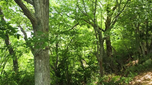 新緑に覆われた夏の森林
