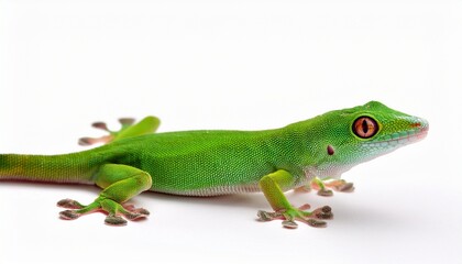 Fototapeta premium Green Little Madagascar Day Gecko Isolated On White Background