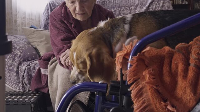 Affectionate therapy dog providing comfort and emotional support to an elderly woman with a disability, licking the walker frame while she gently strokes its back in a nursing home