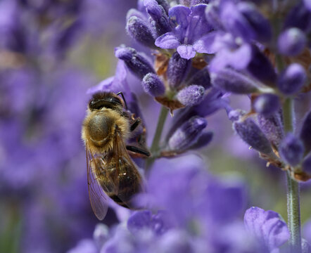 Honey Bee Collecting Nectar on Lavender Blossoms