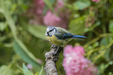 A small blue tit bird perched on a textured branch with soft pink flowers in the background © StefansFotoGalerij