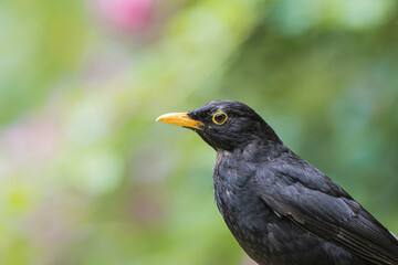 Fototapeta premium Close-up portrait of a blackbird with a bright yellow beak and eye ring
