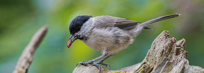 Small bird with black cap eating a berry while perched on a weathered wooden branch © StefansFotoGalerij