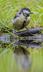 Great tit perched on a branch by the water's edge with reflection © StefansFotoGalerij