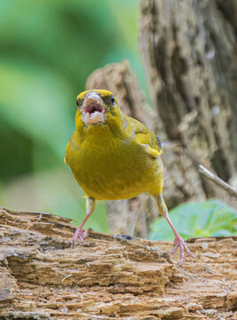 Greenfinch bird with open beak perched on a weathered wooden log