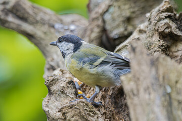 Great tit perched on a weathered tree branch with blurred green background © StefansFotoGalerij
