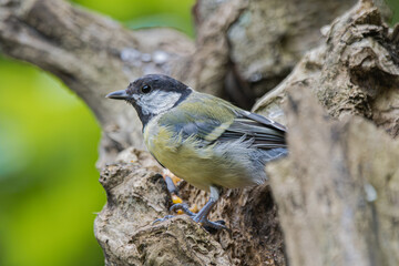 Great tit perched on a textured tree branch with soft green background © StefansFotoGalerij