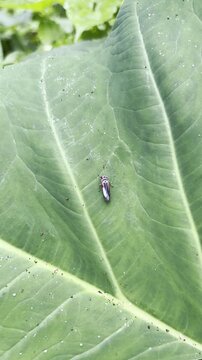 Macro of colorful leafhopper on green taro leaf with dew
