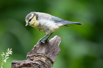 Small blue tit perched on a weathered tree branch in soft green foliage © StefansFotoGalerij