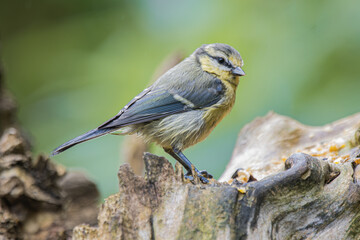 A small blue tit perched on a weathered piece of wood in a natural setting © StefansFotoGalerij