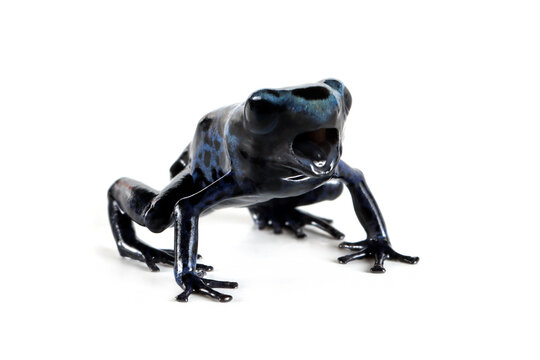 Close Up a Froglet Blue poison dart frog (Dendrobates tinctorius azureus) on white background, a Froglet Blue poison dart frog (Dendrobates tinctorius azureus) sitting isolated on white background