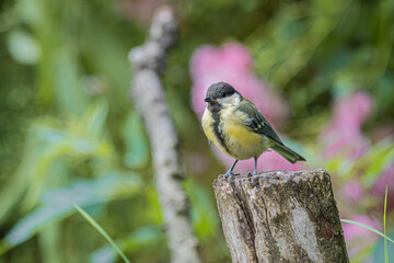 Great tit perched on a weathered wooden post in a lush garden setting © StefansFotoGalerij