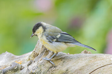 Great tit perched on a weathered log in soft green foliage © StefansFotoGalerij