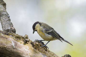 Great tit perched on a mossy branch in soft natural light © StefansFotoGalerij