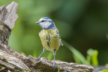 A small blue tit bird perched on a weathered tree branch in soft green foliage © StefansFotoGalerij