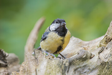 Great tit perched on weathered wood with soft green background © StefansFotoGalerij