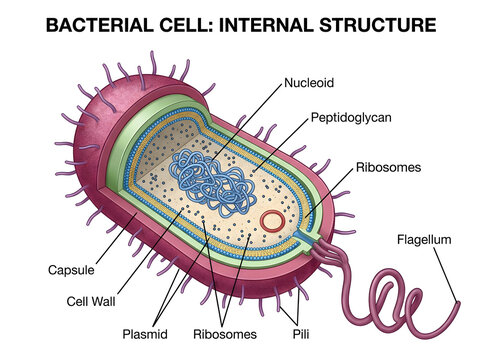 Bacterial cell internal structure diagram with labels isolated on white background