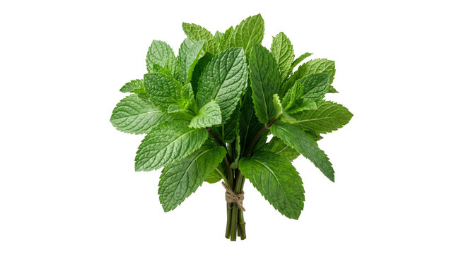 Fresh bunch of vibrant green mint leaves tied with natural twine