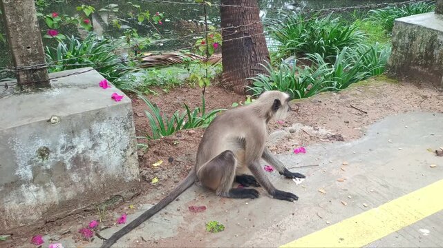 Gray Langur Monkey Sitting on Ground Eating Food in Natural Outdoor Environment