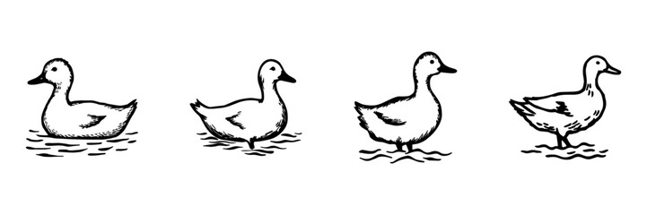 Fototapeta premium Duck Hand Drawn Doodle Icon Set. Waterfowl, Standing, Swimming And Farm Bird Sketch Symbol Collection. Wildlife And Poultry. Isolated Vector Illustration