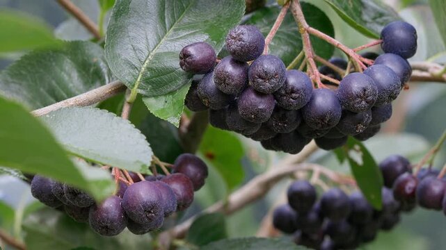 Close-up of ripe black aronia berries (black chokeberry) growing on a shrub in a natural garden. 