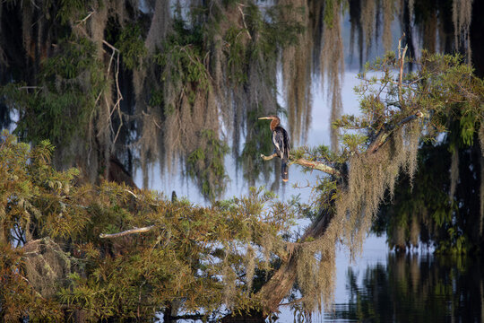 Swamp scene with an anhinga