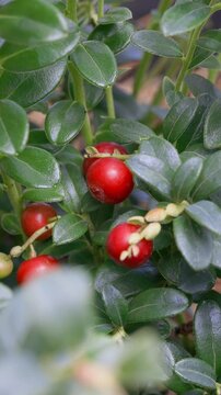 Close-up of ripe red lingonberries (cowberries) growing on evergreen branches in a natural environment. Fresh wild berries with green leaves and unripe fruits gently moving in a light breeze.