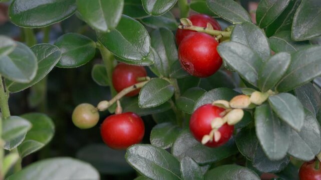 Close-up of ripe red lingonberries (cowberries) growing on evergreen branches in a natural environment. Fresh wild berries with green leaves and unripe fruits gently moving in a light breeze.