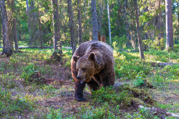 Wild brown bear (Ursus arctos) in a forest in Finland - selective focus © beataaldridge