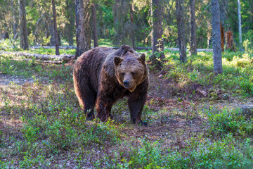 Wild brown bear (Ursus arctos) in a forest in Finland - selective focus © beataaldridge