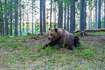 Wild brown bear (Ursus arctos) in a forest in Finland - selective focus © beataaldridge