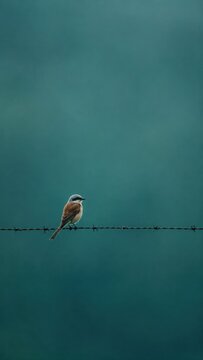Small bird perched on barbed wire with copy space
