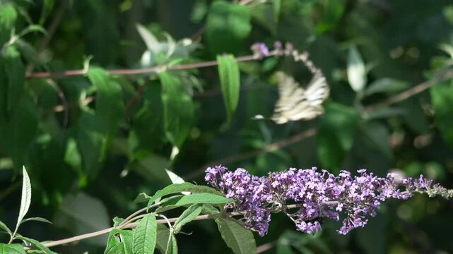 Swallowtail butterfly gathering nectar from a vibrant purple buddleia flower. Static close-up shot captures the insect in natural garden setting.