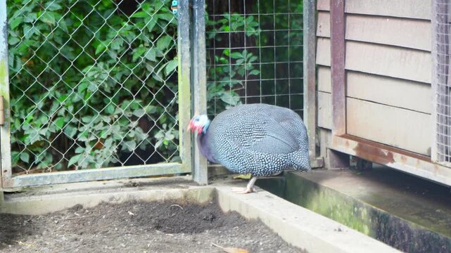 The guineafowl (Numida meleagris) is the most well-known guineafowl, Numididae, and the only member of the genus Numida. They live in flocks in a coop.