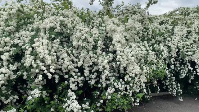 Beautiful cascade of white flowers on spiraea vanhouttei bush