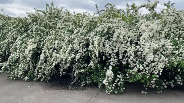 Flowering spiraea arguta bridal wreath shrub close up