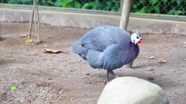 The guineafowl (Numida meleagris) is the most well-known guineafowl, Numididae, and the only member of the genus Numida. They live in flocks in a coop.